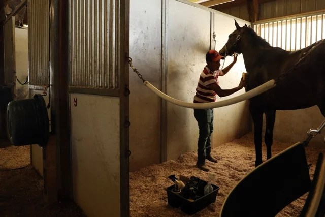 At çiftliği işçilerinde solunum&nbsp;sorunları