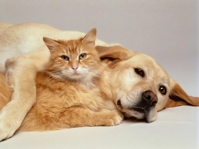 İşyerinde beslediğiniz kedi, köpek ve gelincikleri kimliklendirdiniz mi?