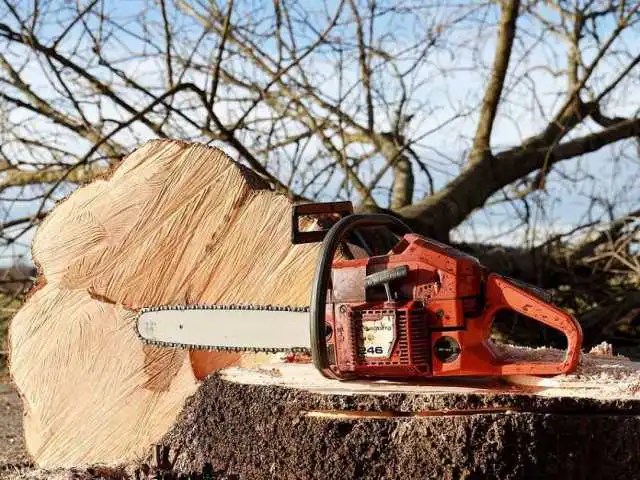 Meşe kesmek daha&nbsp;titreşimli