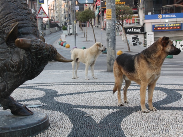 Köpek: İş sağlığı ve güvenliği sorunu&nbsp;olarak